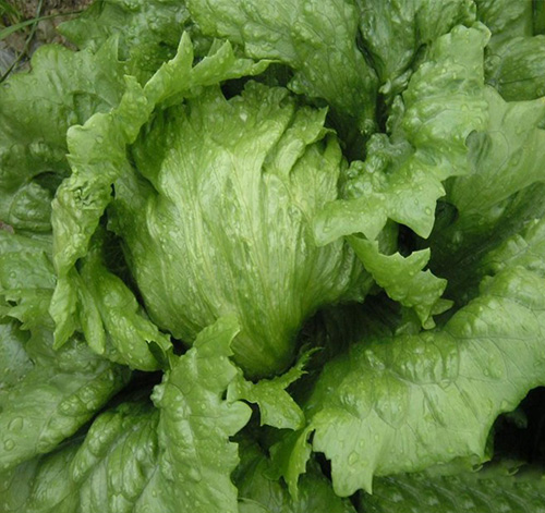 LETTUCE Great Lakes 659