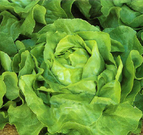 LETTUCE RALE01