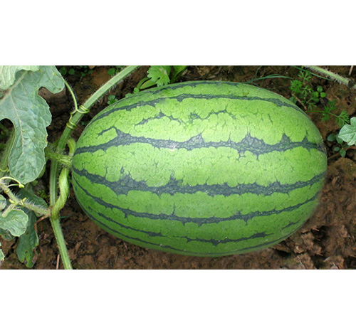 WATERMELON WE038 F1