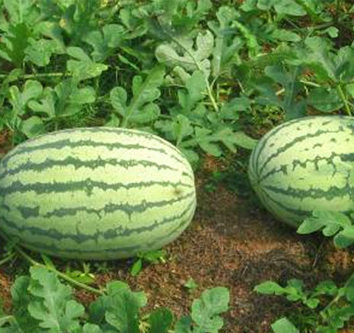 WATERMELON WE310 F1