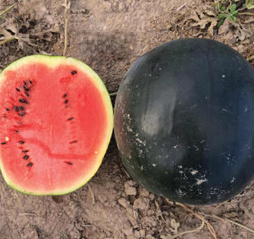 WATERMELON WE908 F1