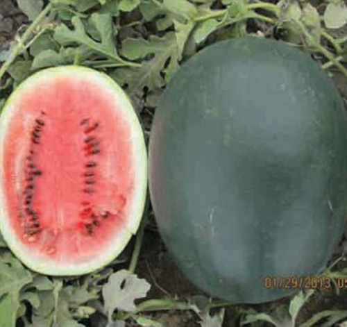 WATERMELON WE04 F1