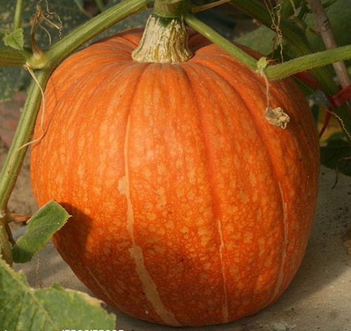 PUMPKIN PK330