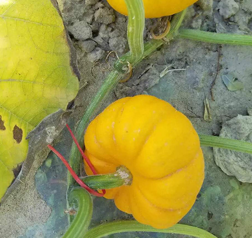 PUMPKIN NO6 F1