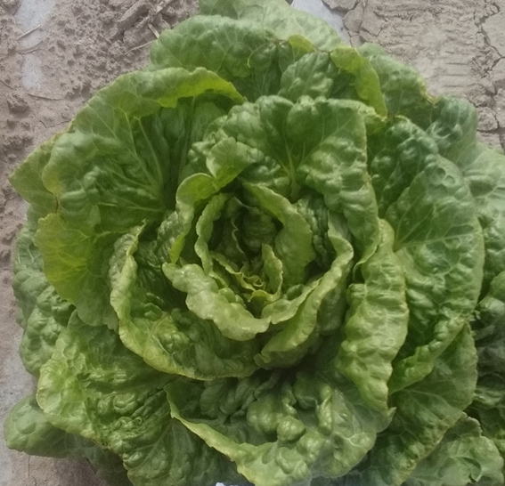 Palawan lettuce