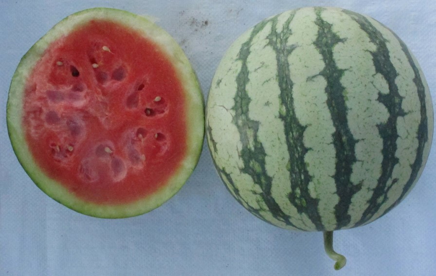 WATERMELON RuiJin No2