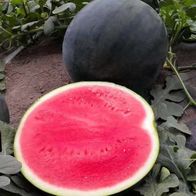 SEEDLESS WSHY1803