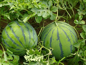 WATERMELON WE015 F1